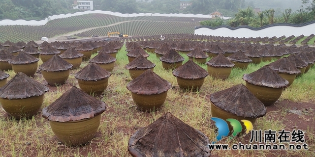 关注特色风土人情 江​苏卫视《从长江的尽头回家》节目组来合江踩点