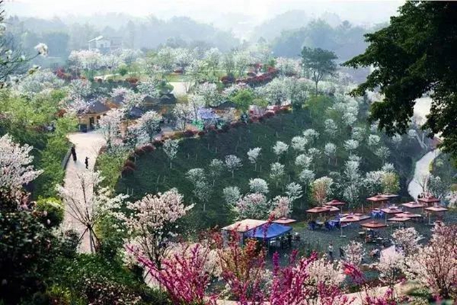 泸州这些赏花地，可以约会春天