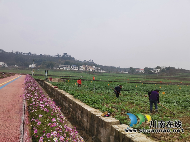 强化管理扩大面积  泸县稳住26万亩油菜生产基本盘(图6)