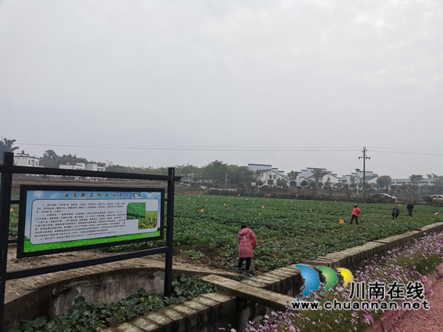 强化管理扩大面积  泸县稳住26万亩油菜生产基本盘(图9)