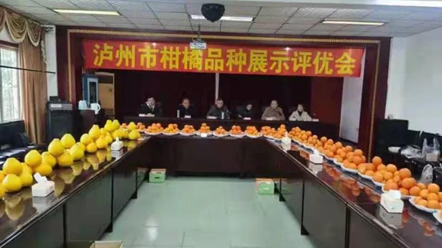 泸州市召开第二届柑橘中熟品种展示评优会(图1) 泸州市召开第二届柑橘中熟品种展示评优会(图1)