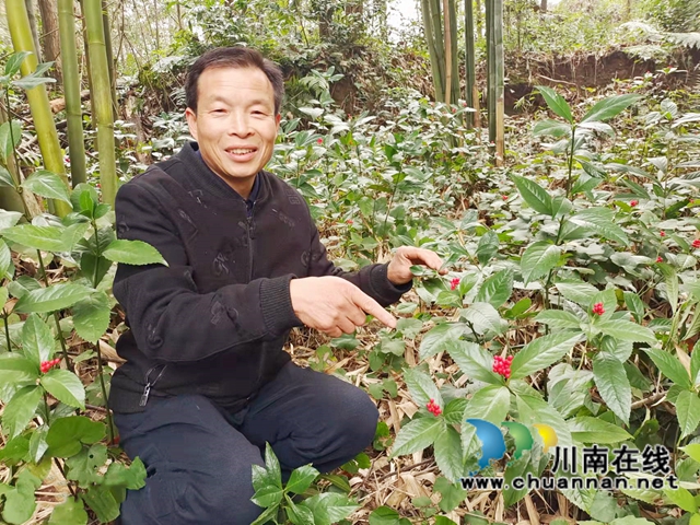纳溪区兴莲村：套种板蓝根，竹林下“掘金”(图1)