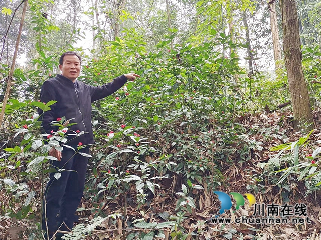 纳溪区兴莲村：套种板蓝根，竹林下“掘金”(图2)