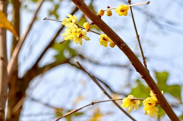 泸州：pong香！腊梅上线，寻香看这里(图22)