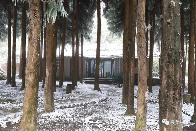 兴文仙峰山雪地里竟长出了“宝贝”！一斤卖到50元！(图2)