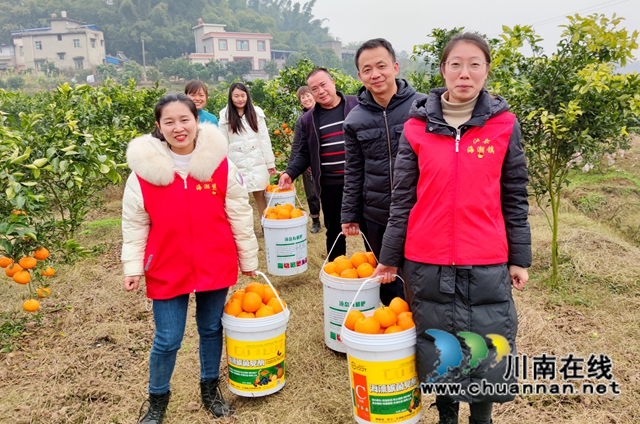 泸县海潮镇：硕果满枝头，耙耙柑丰收采摘忙(图2)