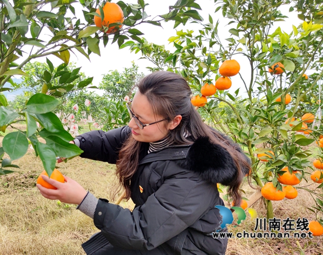 泸县海潮镇：硕果满枝头，耙耙柑丰收采摘忙(图4)