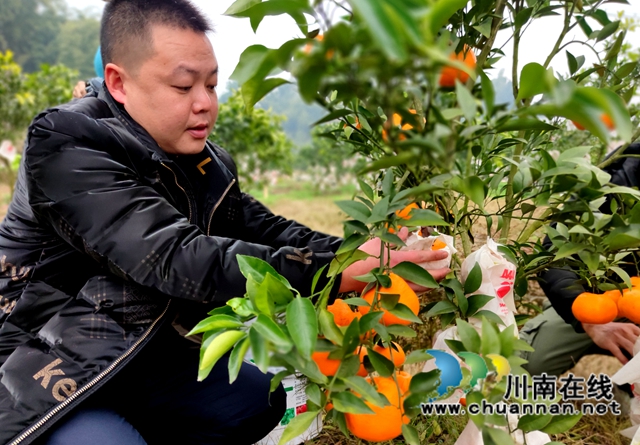 泸县海潮镇：硕果满枝头，耙耙柑丰收采摘忙(图7)