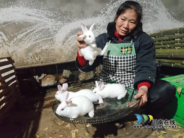 纳溪打古镇：专养种兔卖兔崽，一只要赚上千元！
