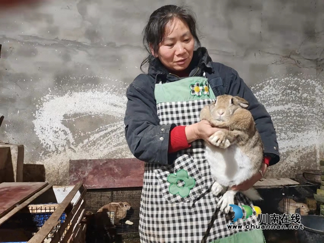 纳溪打古镇：专养种兔卖兔崽，一只要赚上千元！(图2)