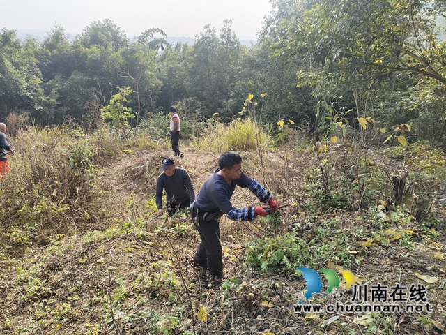 泸县云龙镇：清理可燃物，防患于未“燃”