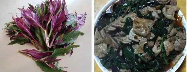 【提醒】滴水观音混入粉蒸肉，中毒！(图11)
