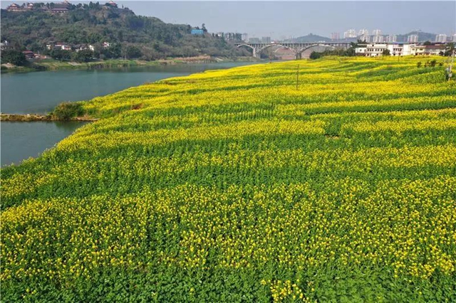 忍不住想吼：内江这里的油菜花，美得实在“不像话”！(图1)