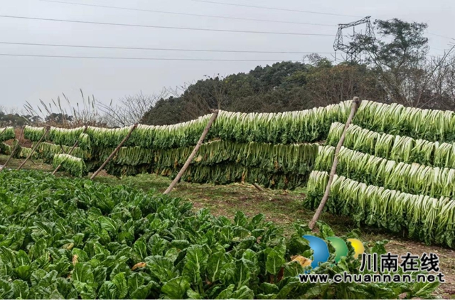 龙马潭区鱼塘街道王庄村:芽菜喜获大丰收(图2) 龙马潭区鱼塘街道王庄村:芽菜喜获大丰收(图2)