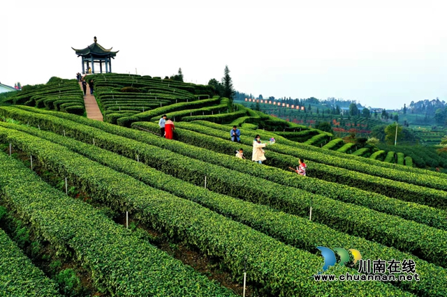 早安中国，茶香世界！四川第九届茶叶开采活动周在纳溪启幕(图2)