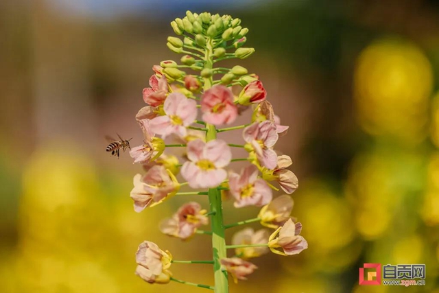 盐都惊现五彩油菜花！自贡这里的春天别具一格(图1)