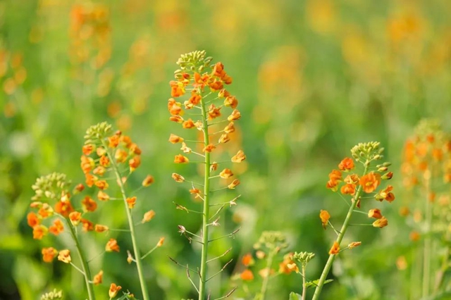 盐都惊现五彩油菜花！自贡这里的春天别具一格(图2)