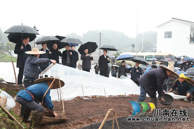 雨水好时节！合江县春耕生产拉开战幕(图4)