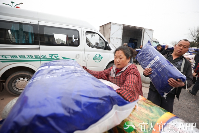 102吨!宜宾这个地方免费发大春粮食种子了!(图3) 102吨!宜宾这个地方免费发大春粮食种子了!(图3)