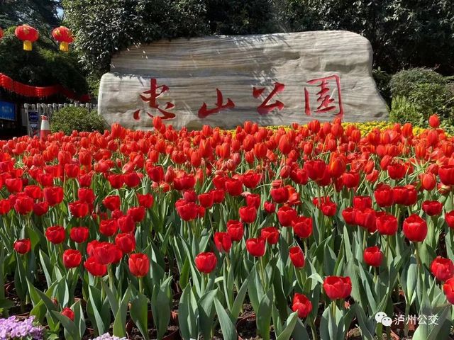 泸州赏花地点大汇总!快搭乘“春天的公交”出发!(附详细乘车线路)(图3) 泸州赏花地点大汇总!快搭乘“春天的公交”出发!(附详细乘车线路)(图3)