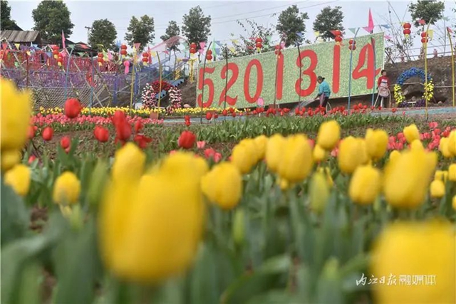 130万株郁金香盛放，内江这个地方成了一片花海！(图1)