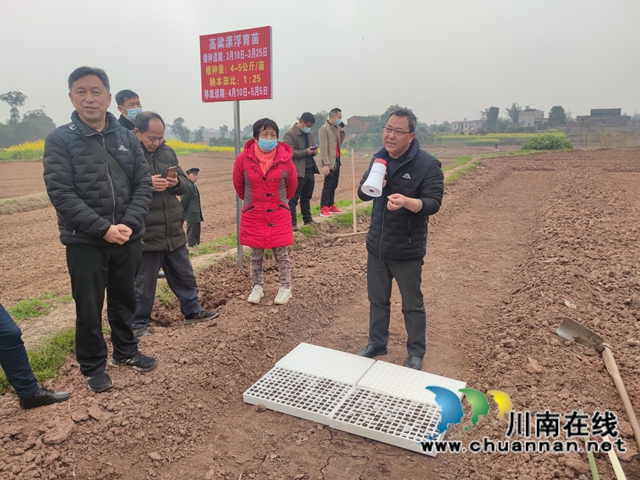 “东翼”泸县粮油种植核心区酿酒高粱育秧现场会在百和镇召开(图2)