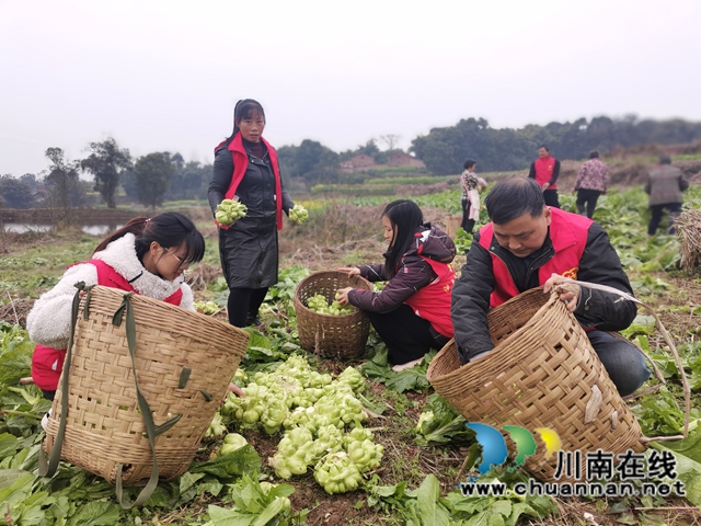 粮菜轮作，定单销售！泸县兆雅镇古佛村撂荒地长出“酒和菜”(图3)