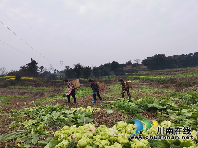 粮菜轮作，定单销售！泸县兆雅镇古佛村撂荒地长出“酒和菜”(图4)