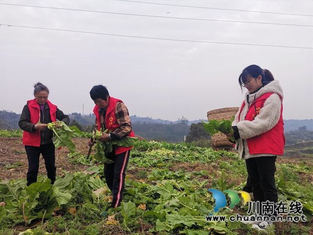 粮菜轮作，定单销售！泸县兆雅镇古佛村撂荒地长出“酒和菜”(图6)