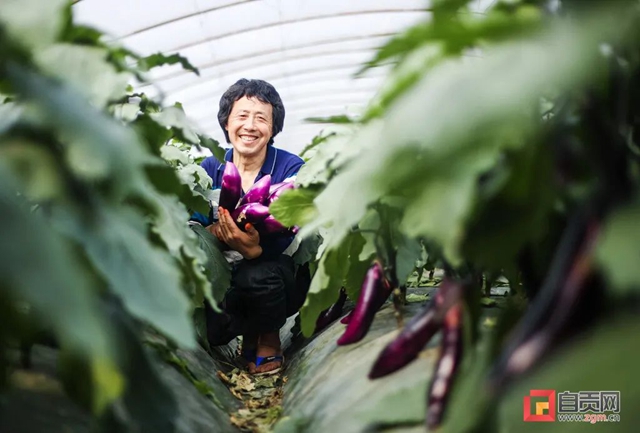 啥？自贡蔬菜摆上了北方人的餐桌！(图1)