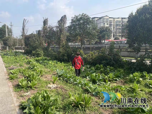 泸县云龙镇开展禁种铲毒踏查及宣传工作