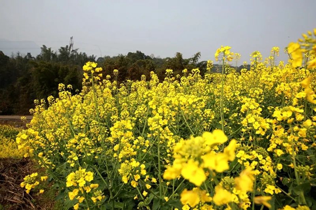春至叙永花弄色，请查收这份春日赏花攻略！(图20)