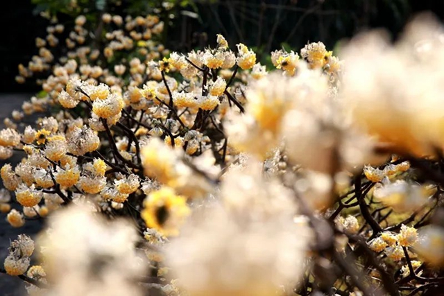 春至叙永花弄色，请查收这份春日赏花攻略！(图26)
