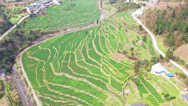 古蔺：小麦孕穗期 田间管理正当时(图3)