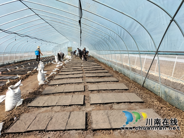 泸县：集中展示110个水稻品种，让用种人就地选种(图2)