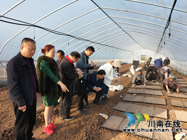 泸县：集中展示110个水稻品种，让用种人就地选种(图7)