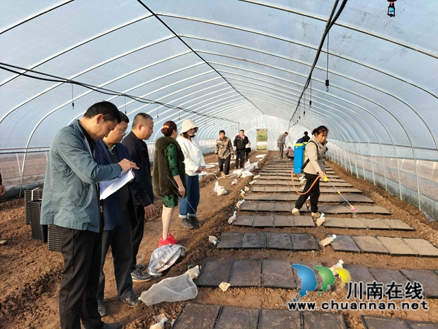 泸县：集中展示110个水稻品种，让用种人就地选种(图6)