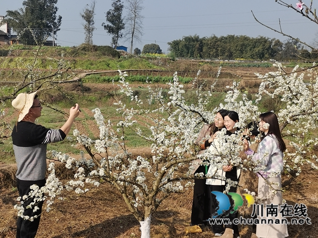 赏花何须远行，世兰香最仙境！泸县兆雅镇桃红李白让人流连忘返(图5)