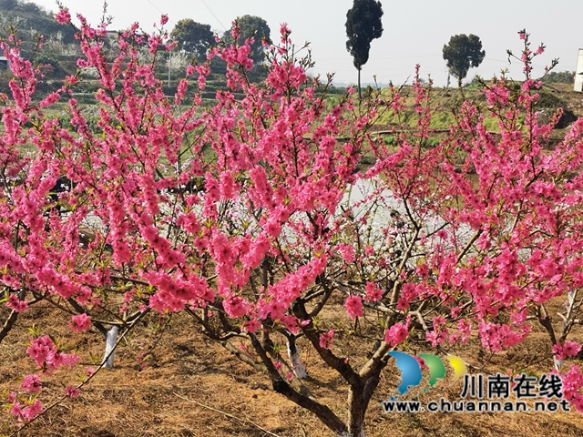 赏花何须远行，世兰香最仙境！泸县兆雅镇桃红李白让人流连忘返(图7)