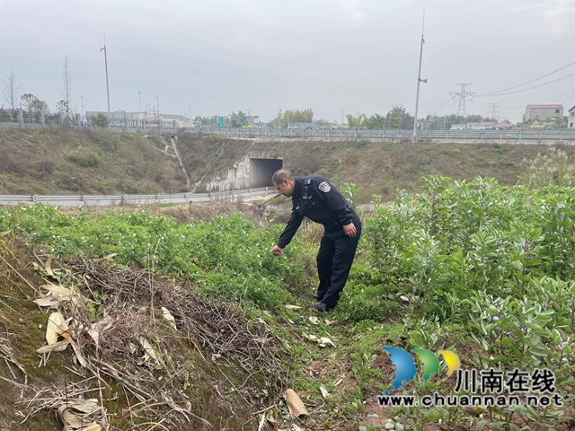 泸县云龙镇开展禁种铲毒踏查活动