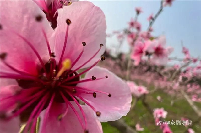 内江人，快来看桃花啦！(图1)