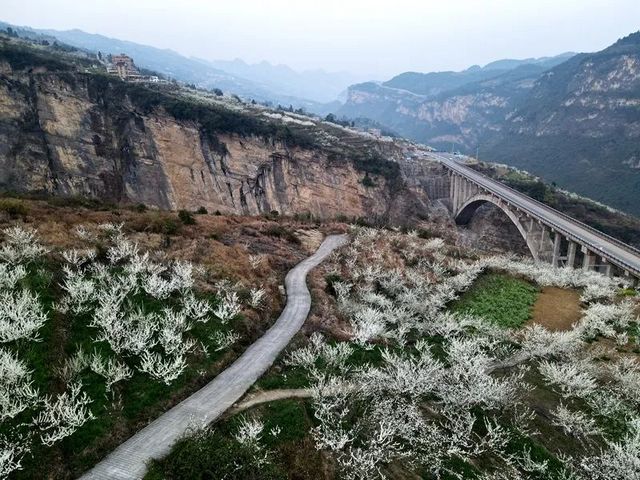 叙永乌蒙花海万亩桃李花竞芬芳 周末踏青赏花走起(图6)