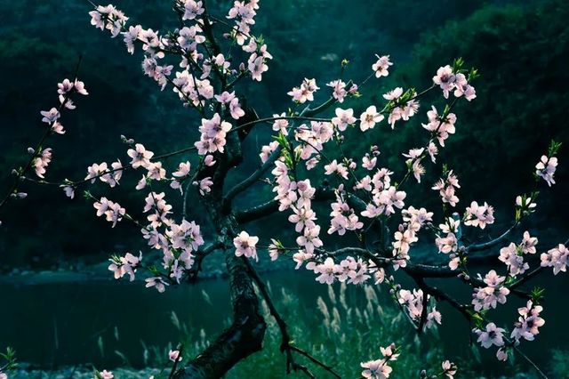 叙永乌蒙花海万亩桃李花竞芬芳 周末踏青赏花走起(图8)