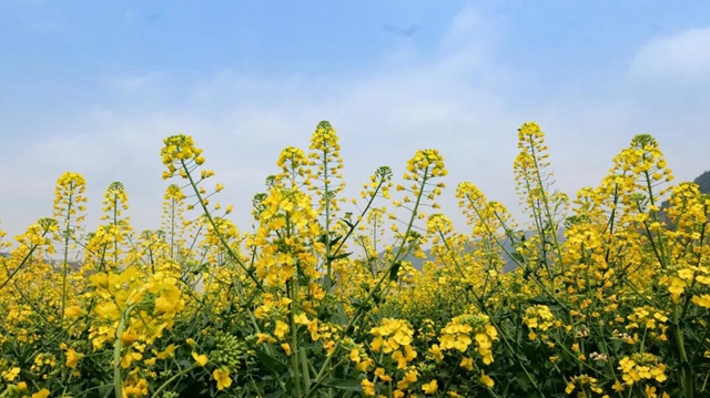 绝不能错过的赏花盛宴！三月哪里美如画，正是双沙油菜花……(图8)