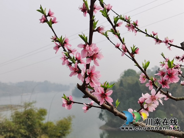 泸县立石镇：百亩桃花浪漫邀约，农旅融合助力乡村振兴(图1)