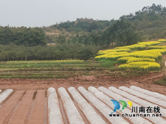 藏粮于地，藏粮于技！泸县牛滩镇建设高标准农田8400亩
