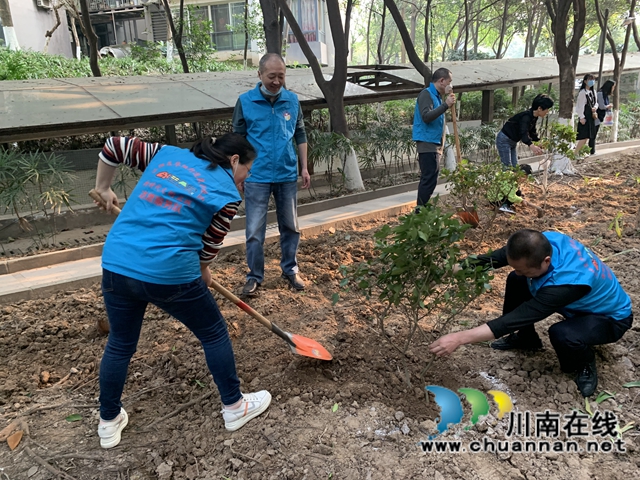 江阳区华阳街道:为小区添一抹绿,守护美好家园(图4) 江阳区华阳街道:为小区添一抹绿,守护美好家园(图4)