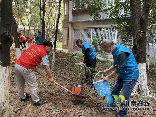 江阳区华阳街道:为小区添一抹绿,守护美好家园(图5) 江阳区华阳街道:为小区添一抹绿,守护美好家园(图5)