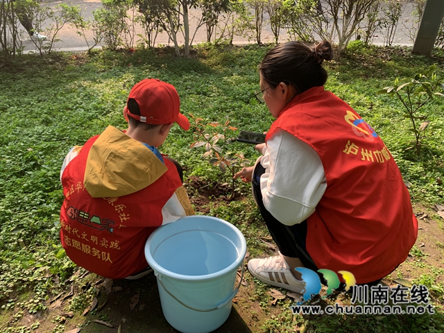 江阳区华阳街道:为小区添一抹绿,守护美好家园(图7) 江阳区华阳街道:为小区添一抹绿,守护美好家园(图7)