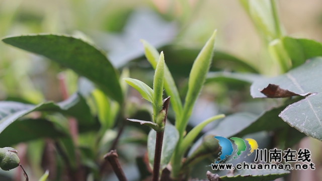 古蔺：万亩春茶吐新芽，苗乡采茶忙不停(图12)